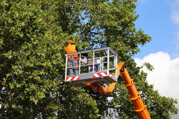 Best Local Tree Services  in Buckley, WA